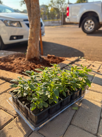 <p>Revitaliza&ccedil;&atilde;o dos canteiros de flores da Avenida Independ&ecirc;ncia&nbsp;</p>