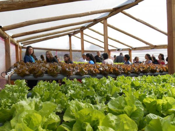 Estufa do viveiro Municipal produz verduras para o CRAS