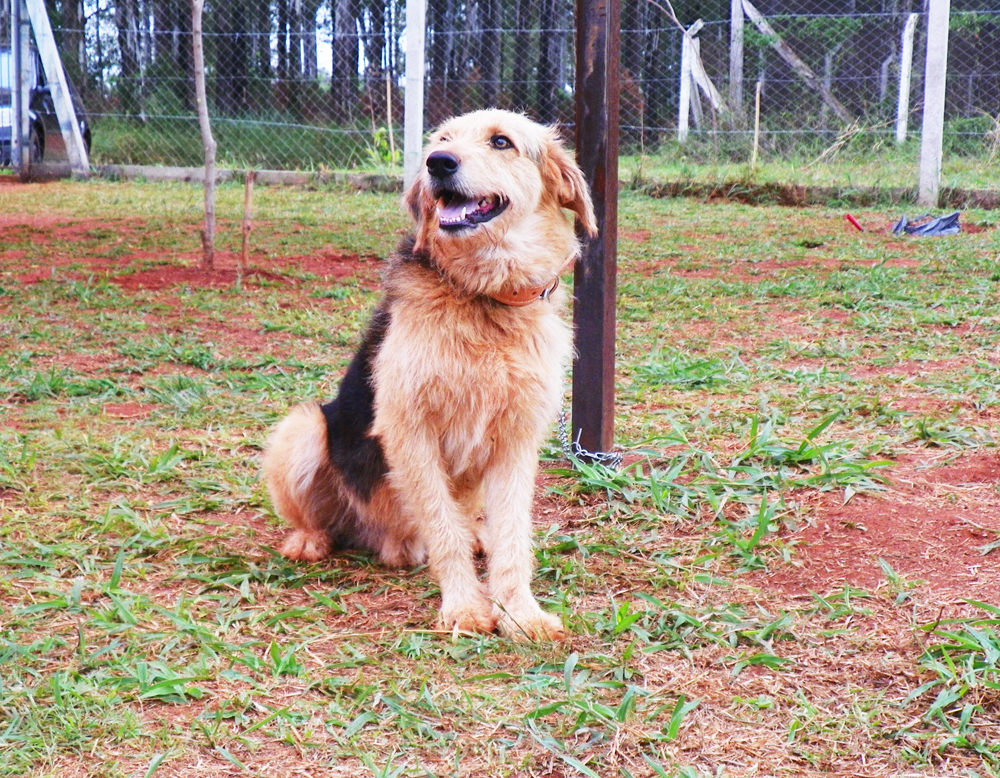 Proteção aos cães é dever conjunto do Poder Público e da comunidade local