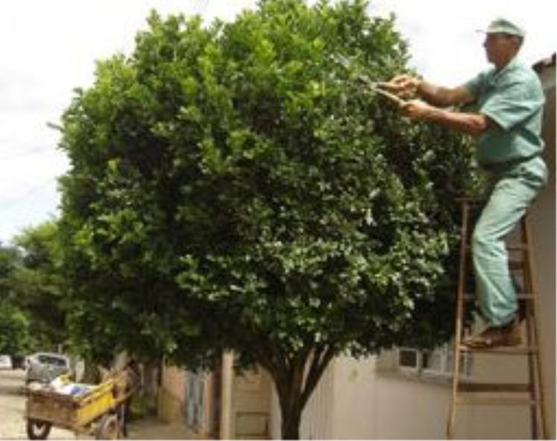 Requisição de podas deve ser feita até 10 de agosto
