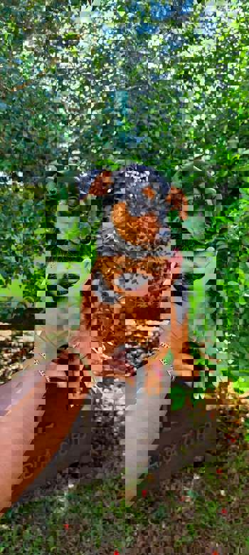 <p><strong>"Adote um amigo&rdquo;: tr&ecirc;s pets vacinados aguardam por ado&ccedil;&atilde;o na Secretaria de Agricultura</strong></p>