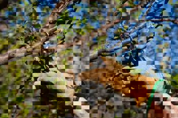 <p><strong>Per&iacute;odo de podas inicia no m&ecirc;s de maio</strong></p>