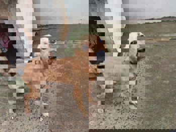 <p>C&atilde;es que estariam em situa&ccedil;&atilde;o de maus-tratos s&atilde;o recolhidos ao Canil Municipal</p>