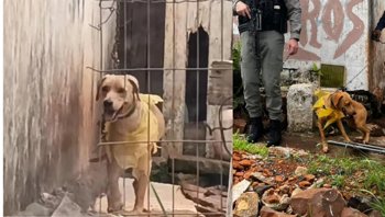 <p><strong>Secretaria de Meio Ambiente, com apoio da BM, resgata c&atilde;o</strong></p>