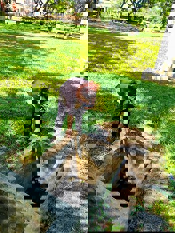 <p><strong>A&ccedil;&atilde;o da Vigil&acirc;ncia Sanit&aacute;ria garante preven&ccedil;&atilde;o contra o&nbsp;Aedes aegypti</strong></p>