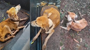 <p><strong>Animal v&iacute;tima de maus-tratos &eacute; resgatado pela SEMAS</strong></p>