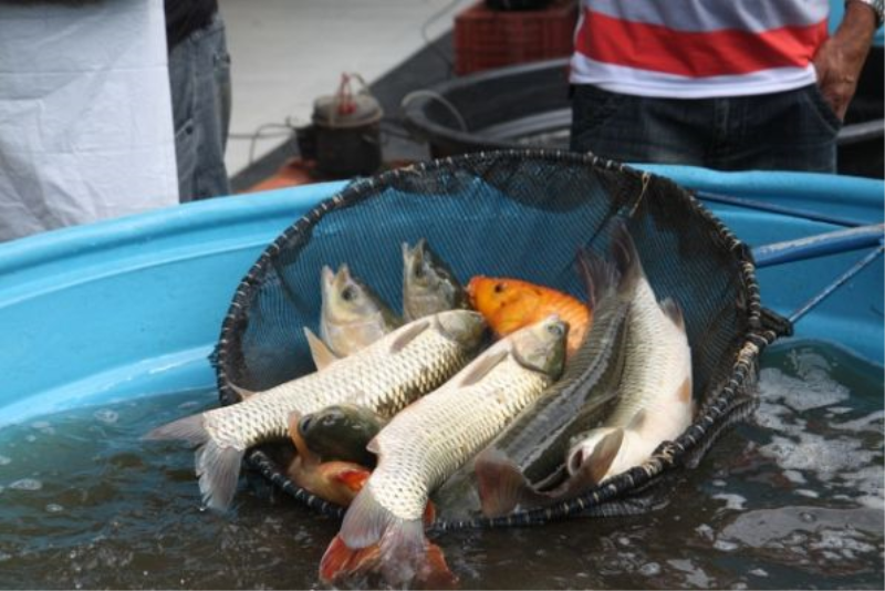 Abertas as inscrições para a “Feira do Peixe Vivo”