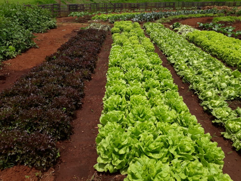 ABERTA AS INSCRIÇÕES PARA CURSO DE PRODUÇÃO DE HORTALIÇAS