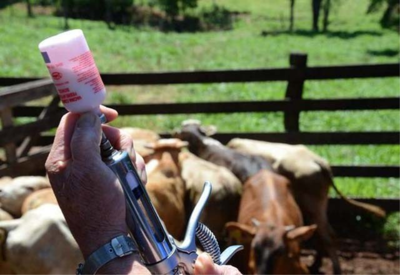 FEBRE AFTOSA – PRIMEIRA ETAPA DA VACINAÇÃO IRÁ INICIAR DIA 16
