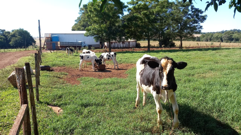 SEMANA FOI DE INTENSOS TRABALHOS NO PROGRAMA DISSEMINA, QUE BENEFICIA 60% DOS PRODUTORES DE LEITE DE CAIBATÉ