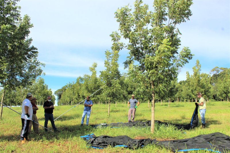 FAMÍLIA SCHNEIDER PLANEJA FINALIZAR NESTA SEMANA COLHEITA DE MAIS DE 300 KG DE NOZES CULTIVADAS NA LINHA PASSO NOVO