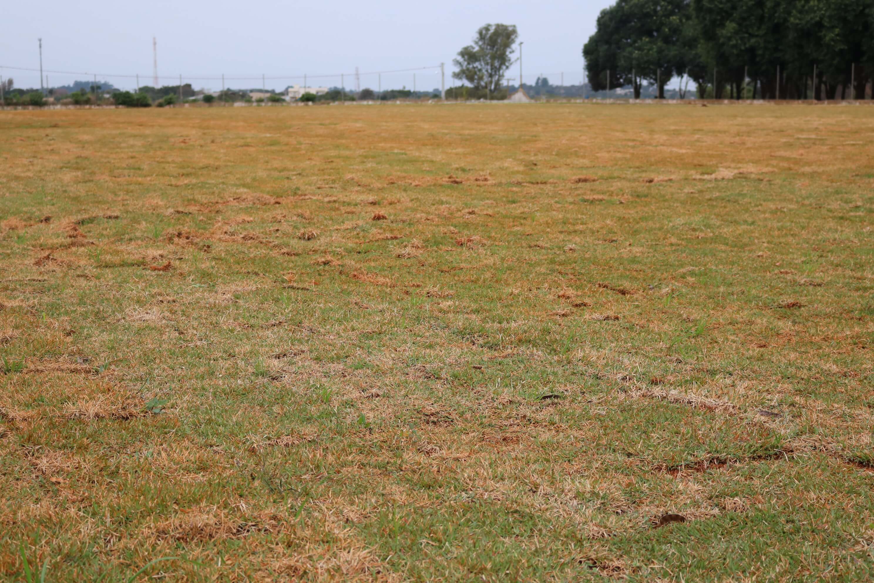 Novidade no esporte local: concluída a colocação do gramado no Estádio Municipal Reginaldo Rodrigues