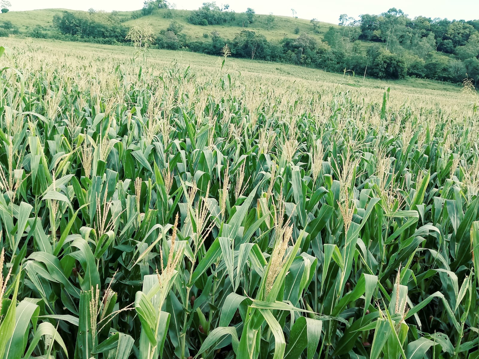 <p><strong>Prefeitura de Porto Vera Cruz abre licita&ccedil;&atilde;o para aquisi&ccedil;&atilde;o de trator e colhedoras de forragens</strong></p>