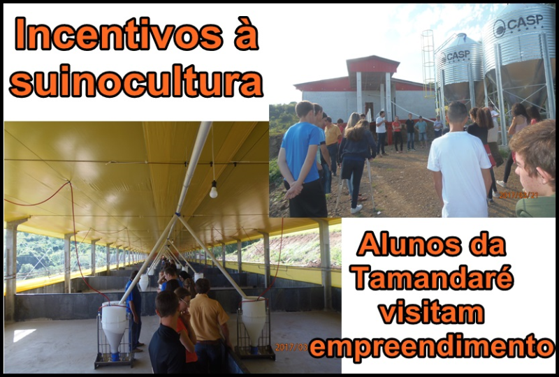 Alunos visitam suinocultor.