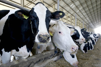 <p>Nova Candel&aacute;ria define novas regras para apoio &agrave; insemina&ccedil;&atilde;o artificial e ao melhoramento do rebanho leiteiro</p>