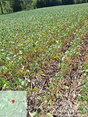 Entidades apontam perdas na agropecu&aacute;ria de S&atilde;o Jos&eacute; do Inhacor&aacute; em fun&ccedil;&atilde;o da estiagem