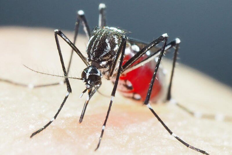 <p>COMUNICADO EPIDEMIOL&Oacute;GICO SOBRE A DENGUE - 2024</p>