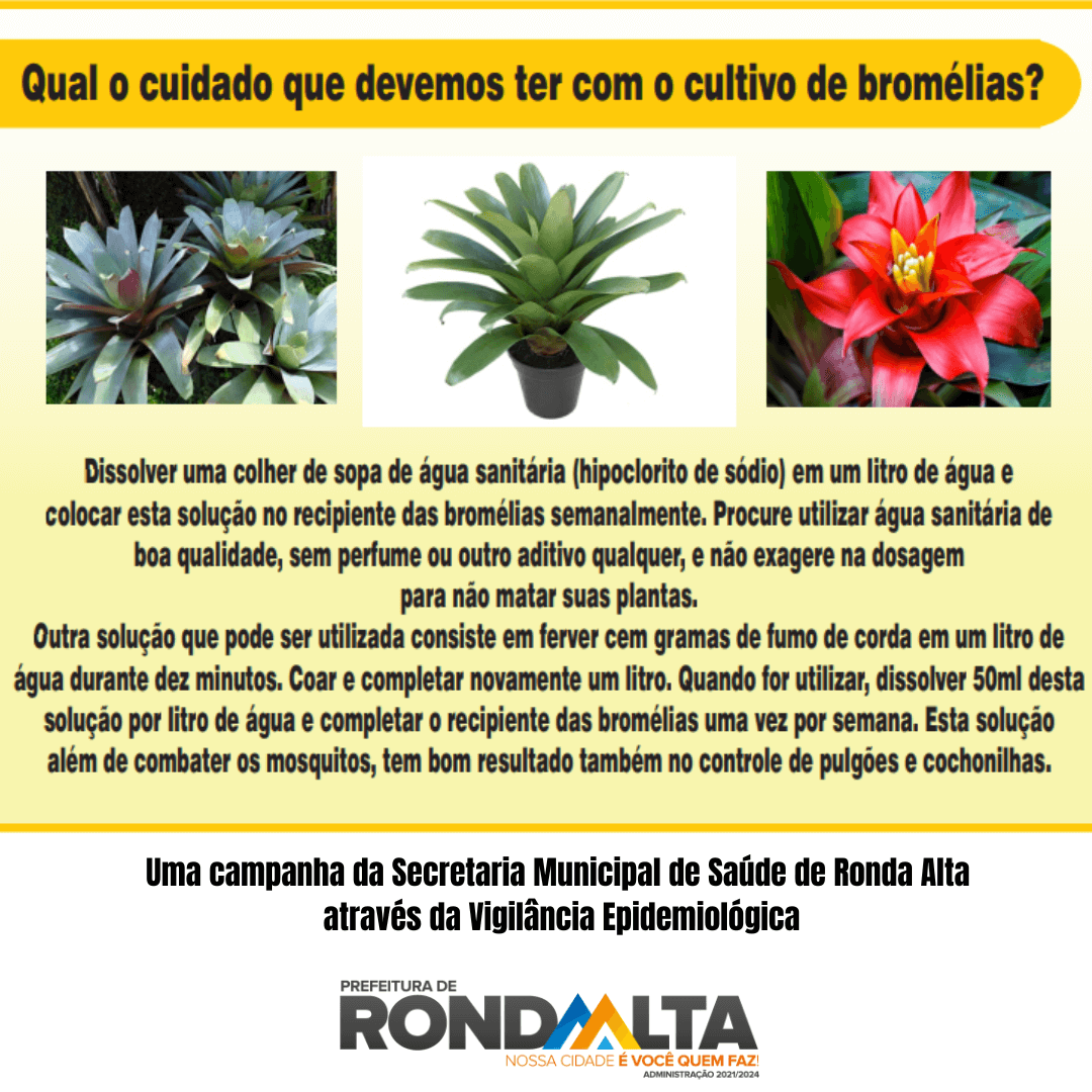 A bromélia está na lista de possíveis criadouros do mosquito da dengue