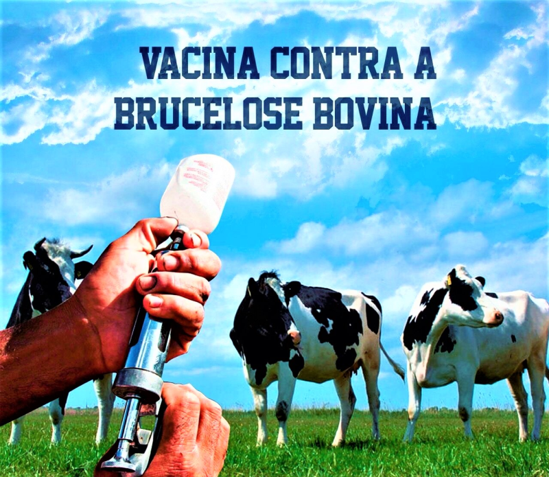 >> VACINAÇÃO CONTRA A BRUCELOSE BOVINA <<
