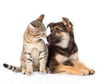 <p><strong>Castra&ccedil;&atilde;o de c&atilde;es e gatos </strong></p>