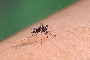 <p>Sa&uacute;de refor&ccedil;a alerta para eliminar criadouros da dengue</p>