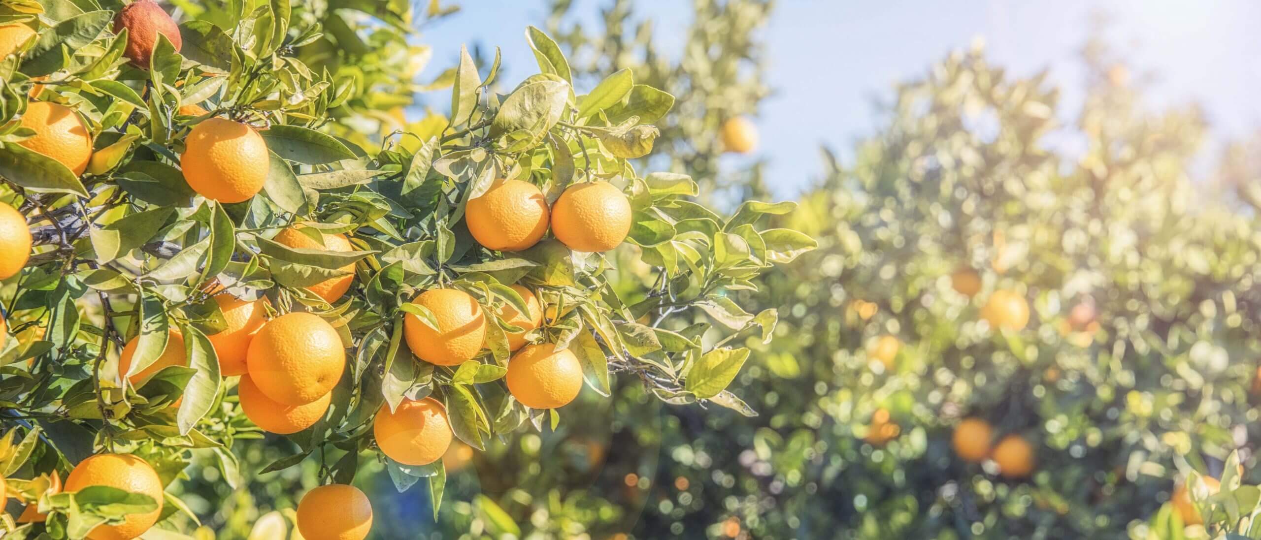 Curso de Fruticultura e Tecnologia da Poda